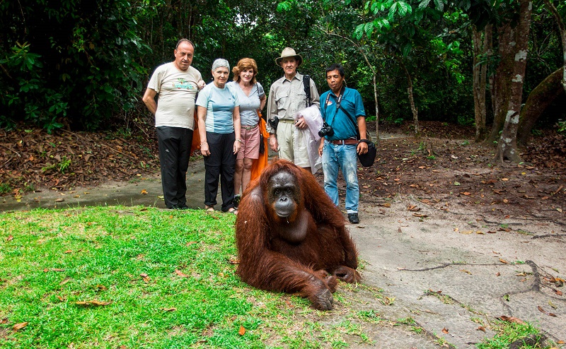 orangutans in Borneo