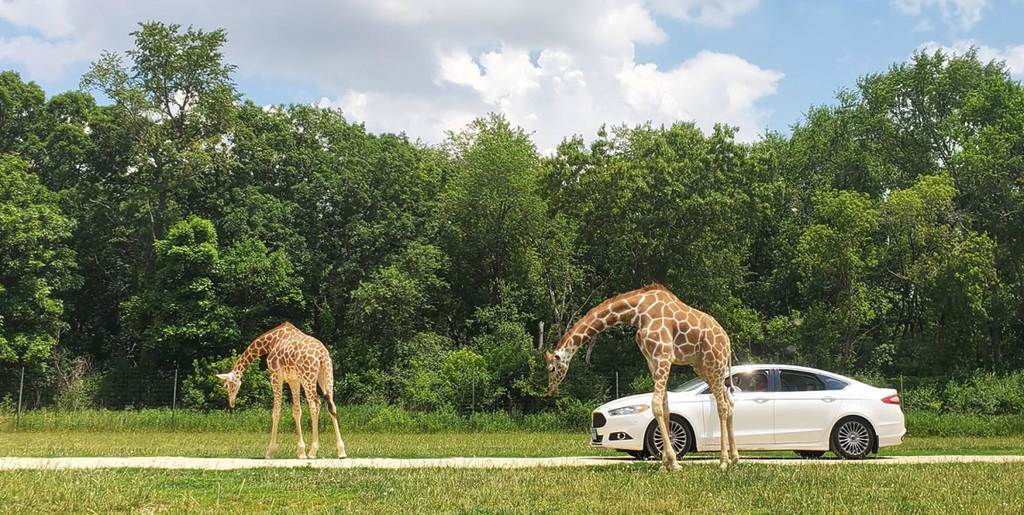 Visit Atlanta Safari Park: Your Ultimate Guide to a Wild Adventure