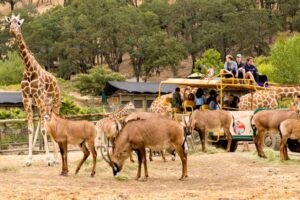 A state-of-the-art giraffe and rhino barn at Atlanta Safari Park’s Bush Drive