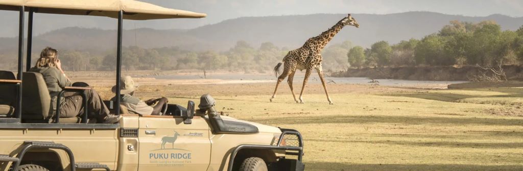 How to Plan a Safari Adventure Trip in Africa From California (CA)